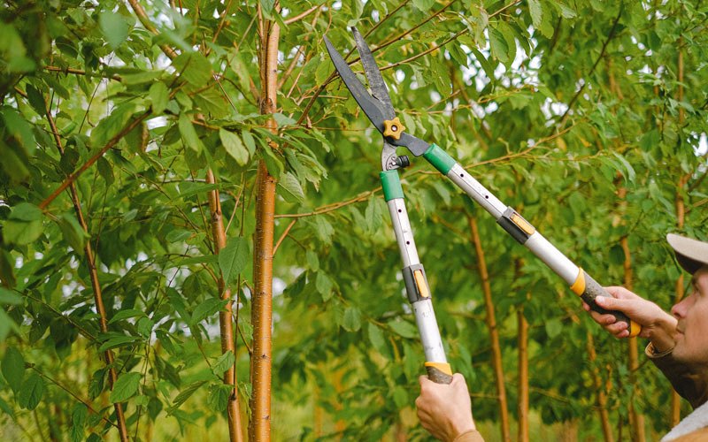 Tree trimming in Lagro, IN